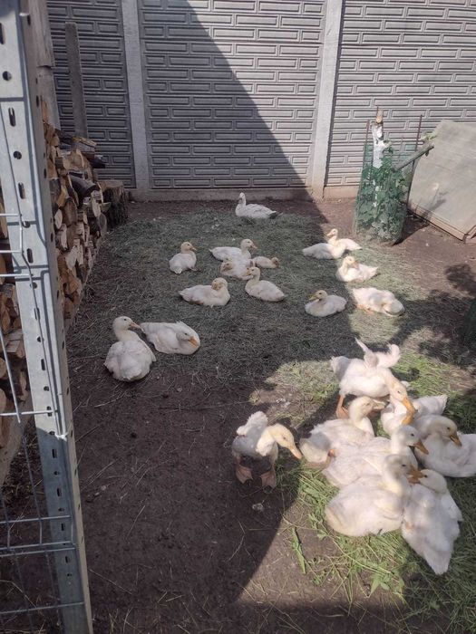 Vând rațe rasa Pekin