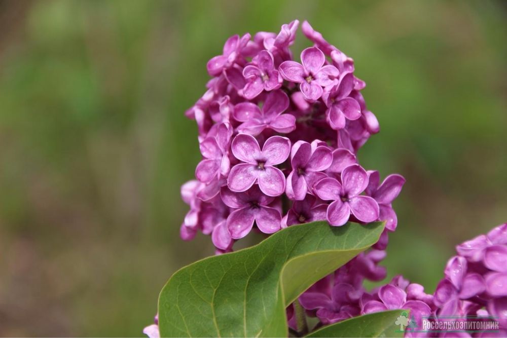 Продам Саженцы сирени