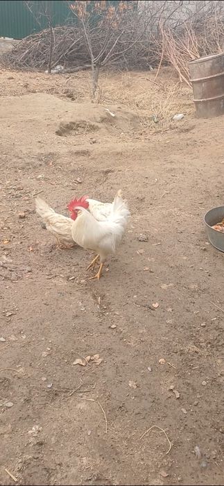 Легорн стандарт 2+1