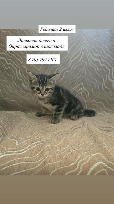 Шотландские котята