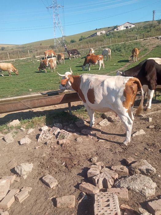 Vînd două vaci una în luna a noua și una cu lapte