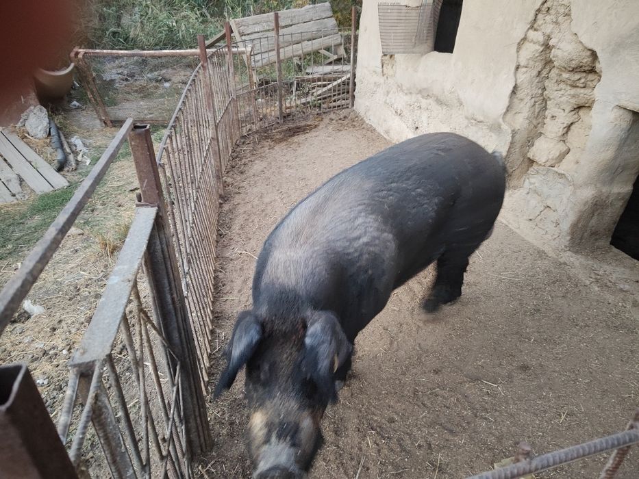 Продается кабан не кастрированый