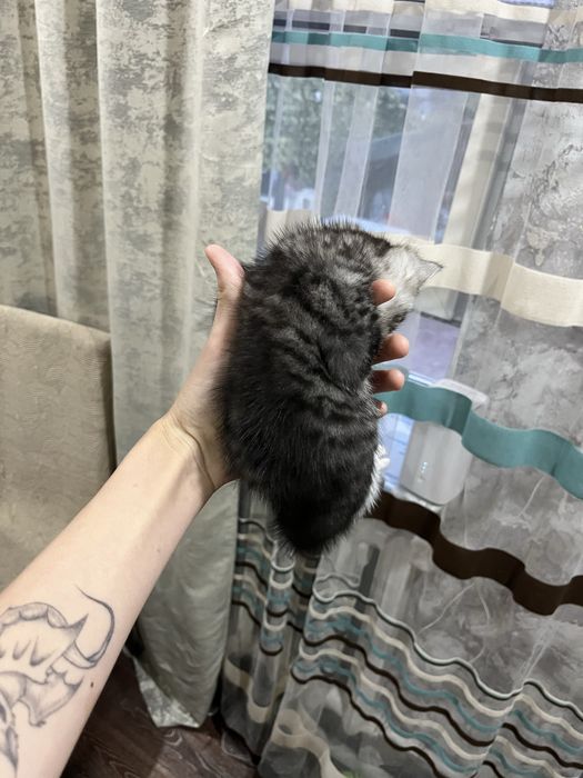 отдам котенка девочку