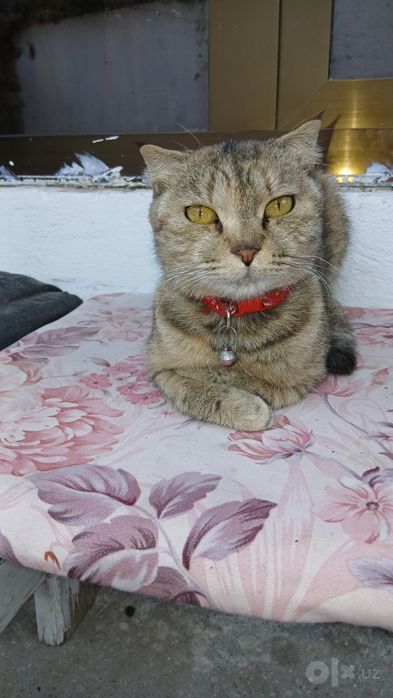 Кошка в добрые руки