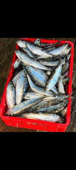 Vand scrumbie de dunare !