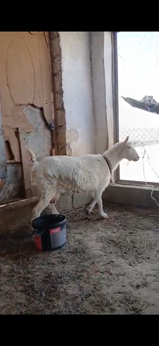 Занен ешкі сатылады