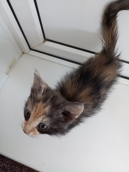отдам котенка в добрые руки
