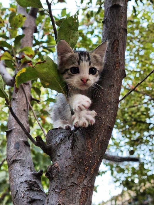 отдам котят даром