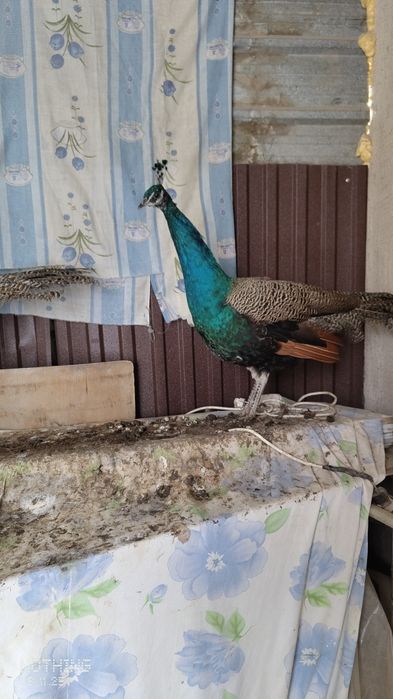 Продаю Павлинов Индийских