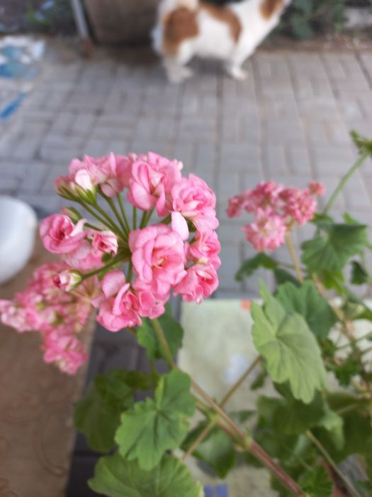 Продам красивые пеларгонии