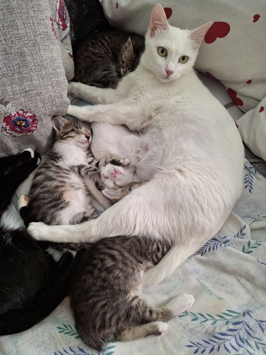 Котята мама Ангорка