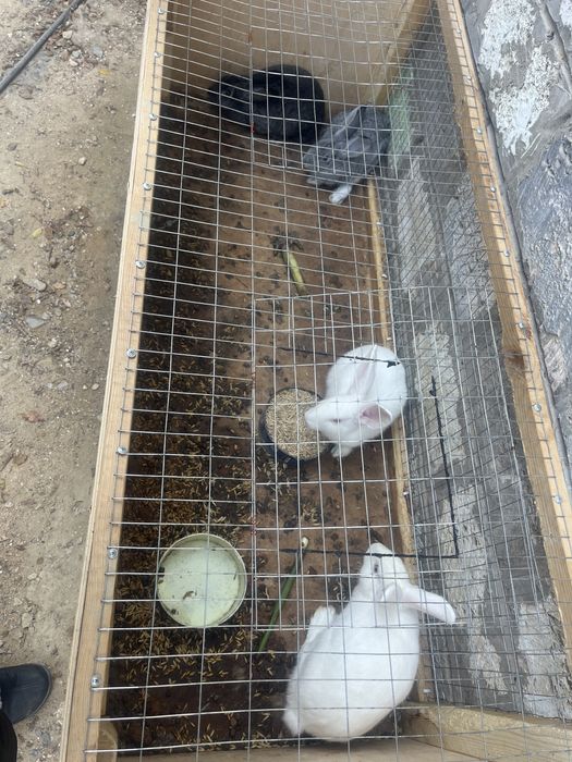 кролик гарантей 100%