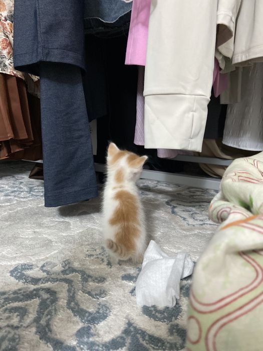 Котенки 1 месяц.