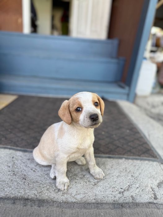 Ищем для щенят добрые руки!