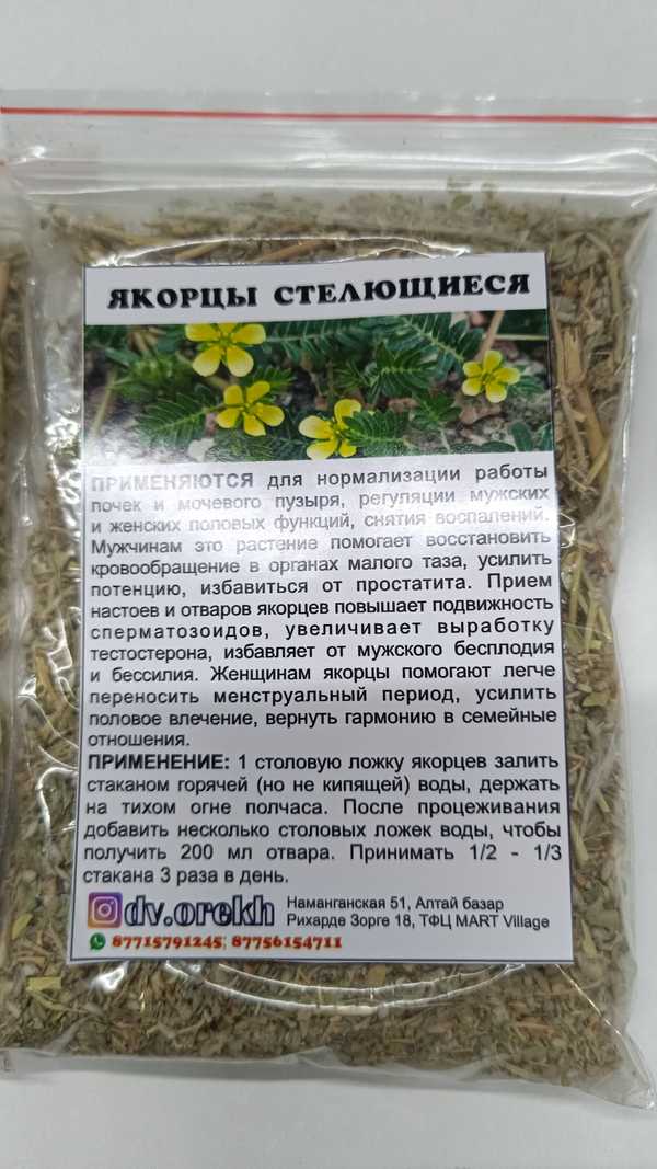 Якорцы стелющиеся отзывы Якорцы стелющиеся отзывы