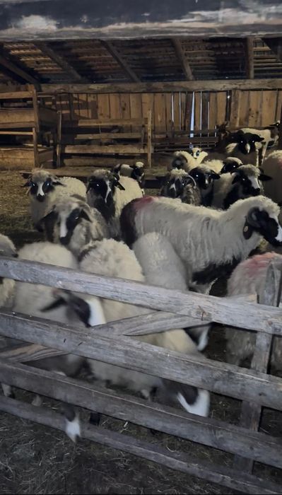 Vand oi ,mieluțe ,berbecuți breze