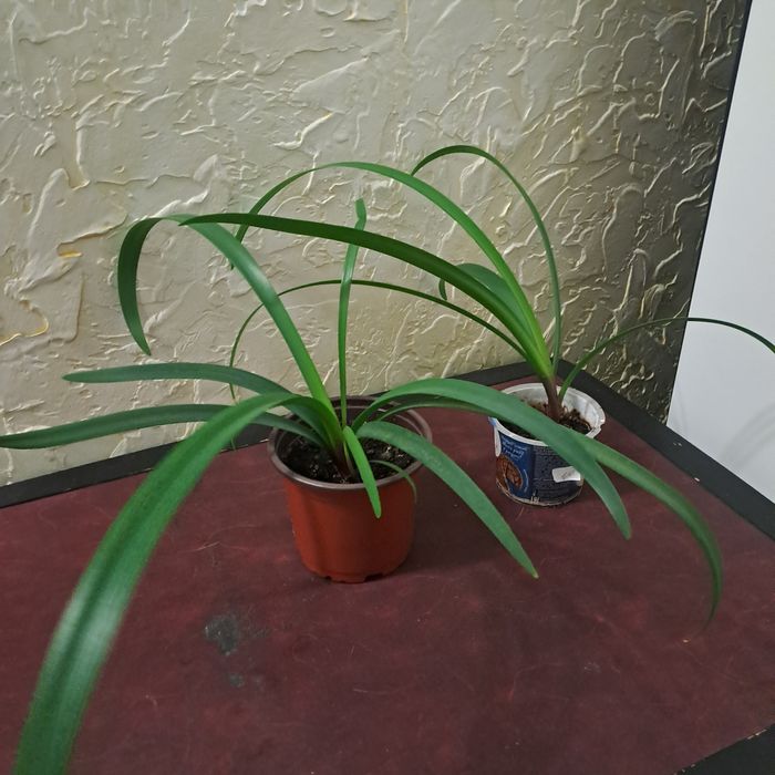 Продам цветы комнатные ,алоэ