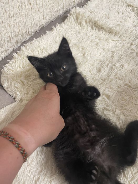 Котенок отдадим бесплатно . В добрые руки .