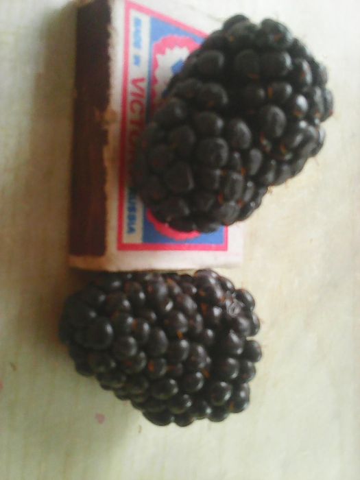 Ежевика "Гигант" саженцы