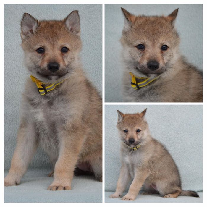 Волкодав Чехословацкий