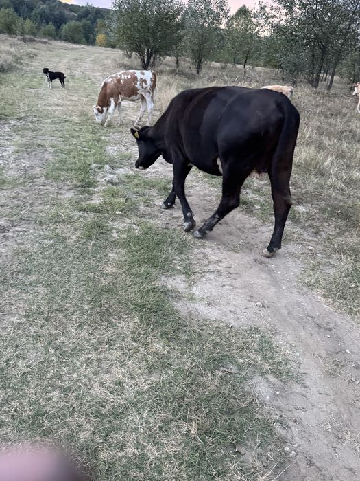 De vanzare doua vaci cu vitei