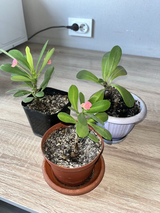 Молочай Миля обмен