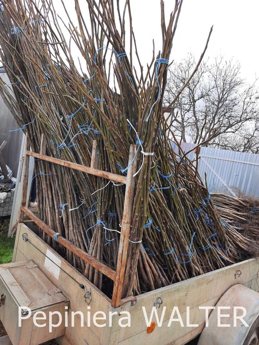 Puieți de nuc certificați Geoagiu 65.