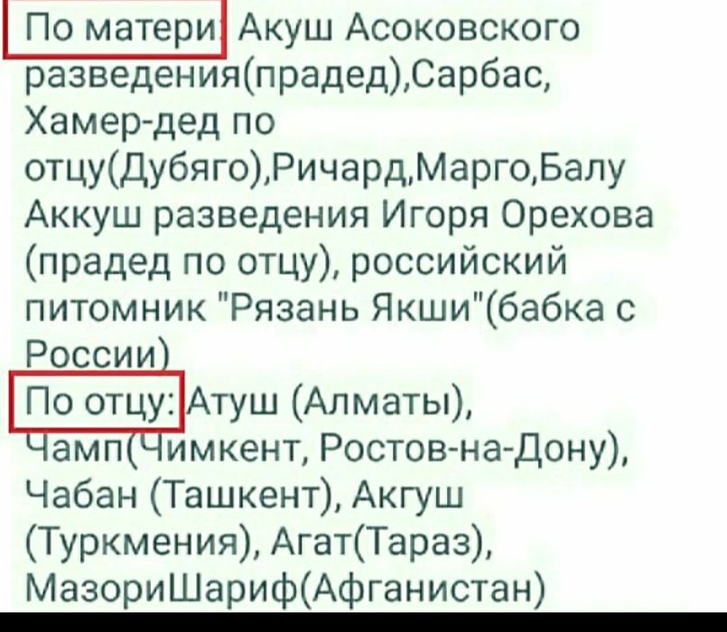 Алабай (САО) предлагается на вязку