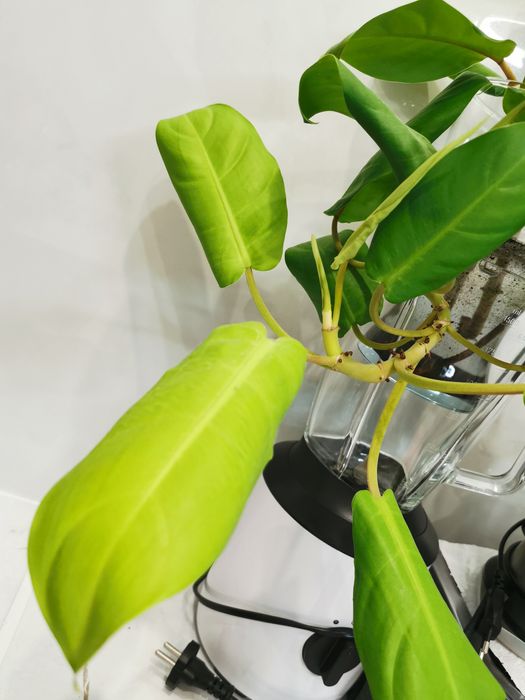 Филодендрон Philodendron Lemon Lime