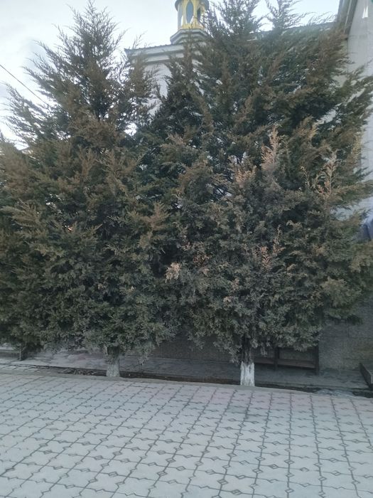 Туи,  голубые ели