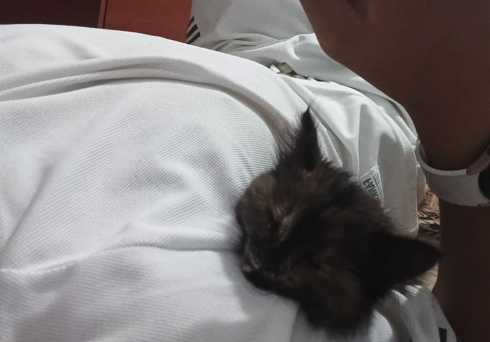 Котенок девочка очень ласковая