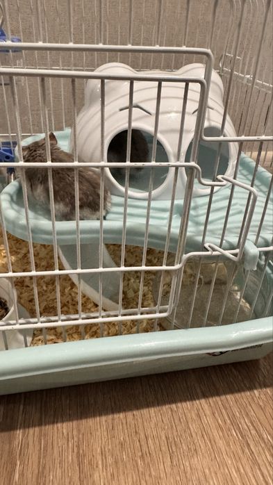 Хомяки джунгарики