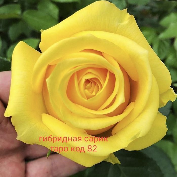 Geran gullar bor atirgul kuchati bor payvand qilingan