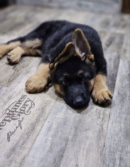 Предлагаются к продаже щенки