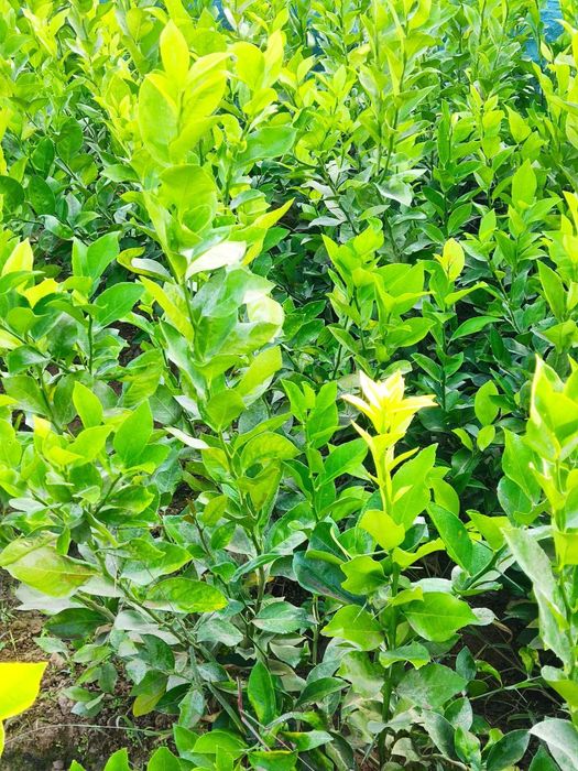 Limon apilsin mandarin kivi