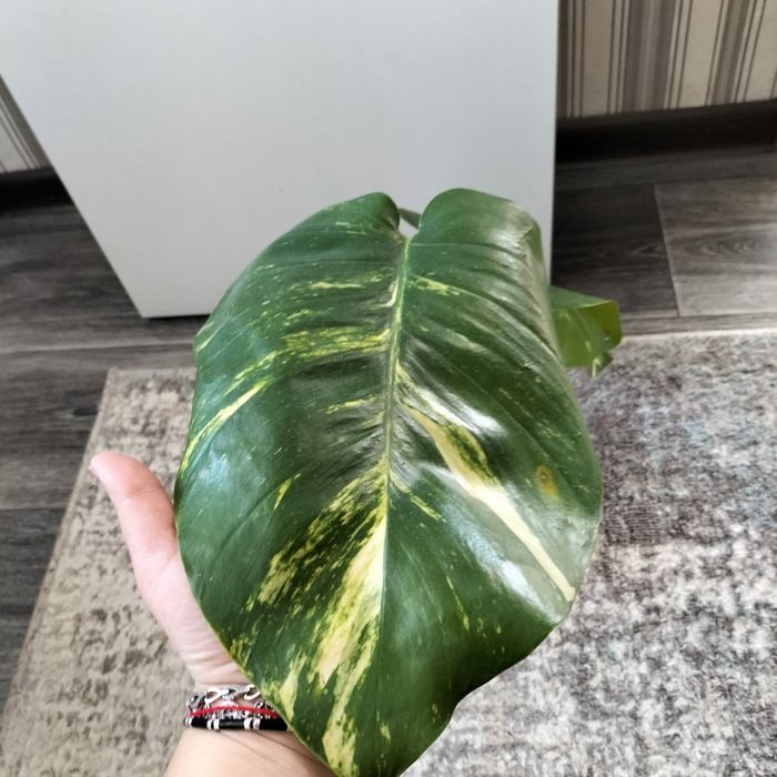 Редкое жёлтая монстера