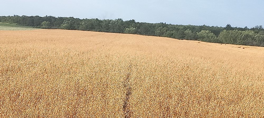 Vând orz triticale