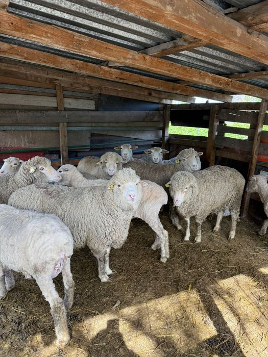 Продам Баранов с ягнятами