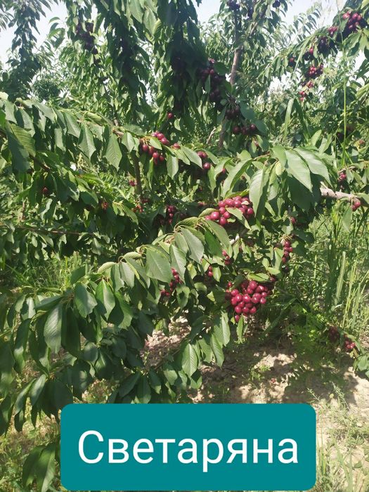 Mevali ko'chatlar oliy navli