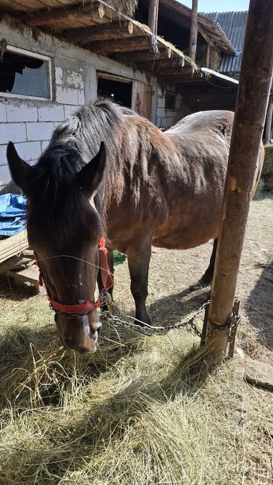 Iapă gestantă in 10 luni