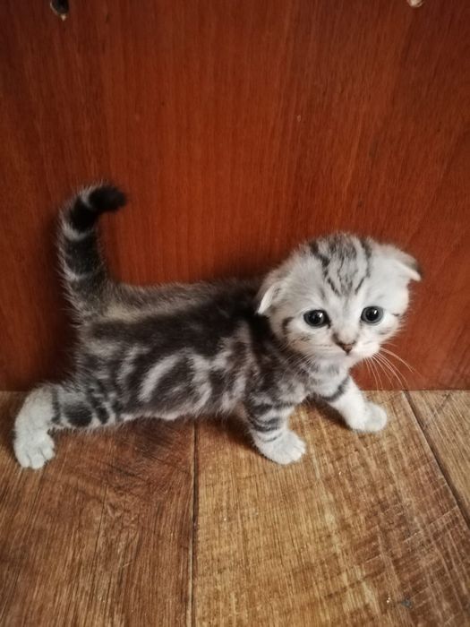 Продам Шотланских вислаушки ,Скоттиш  фолд !