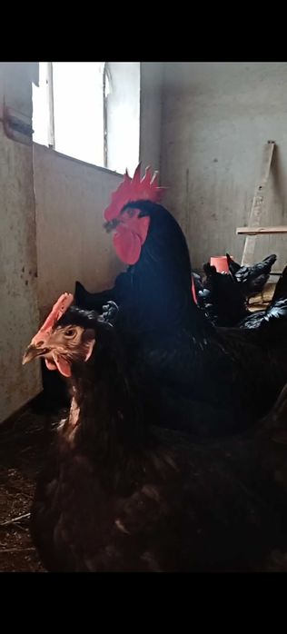 Gigan qora shaxzoda tuxumlari, jojalari sotiladi. Urganchda