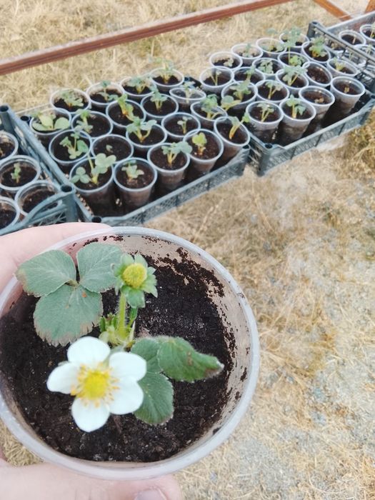 Рассада Клубники Оптом для Агробизнеса