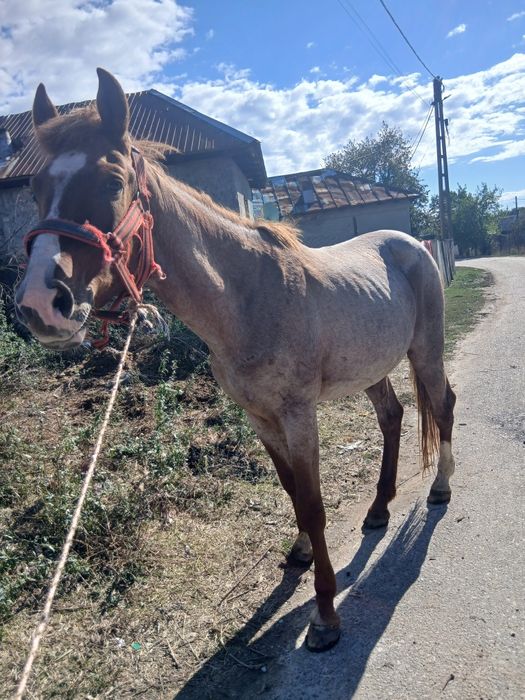 De vânzare  sau scimb armăsar forte cuminte