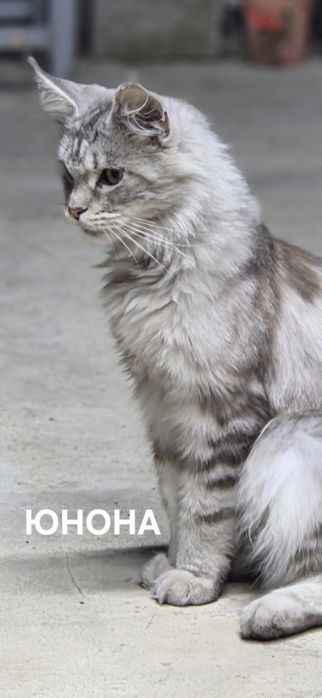 Котята Мейн-кун из питомника