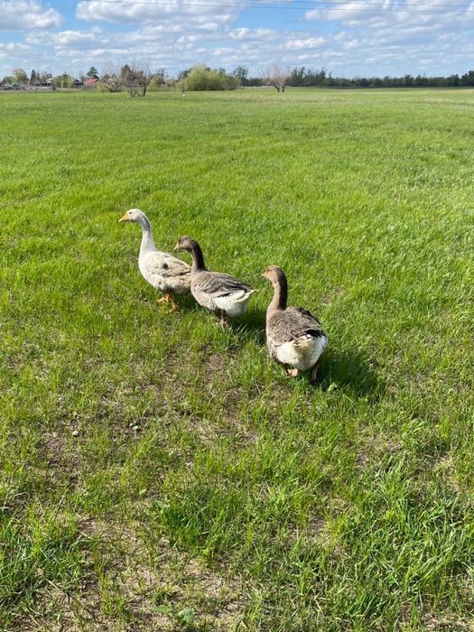 Гуси домашние, үй Қаздары
