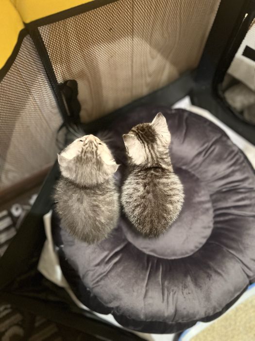 Mushuk bolasi sotiladi