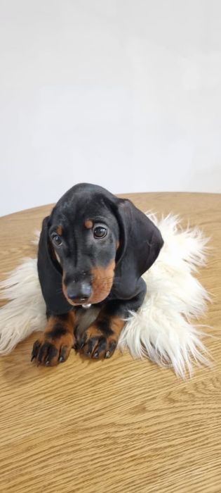 Teckel dachshund pedigree FCI, mascul