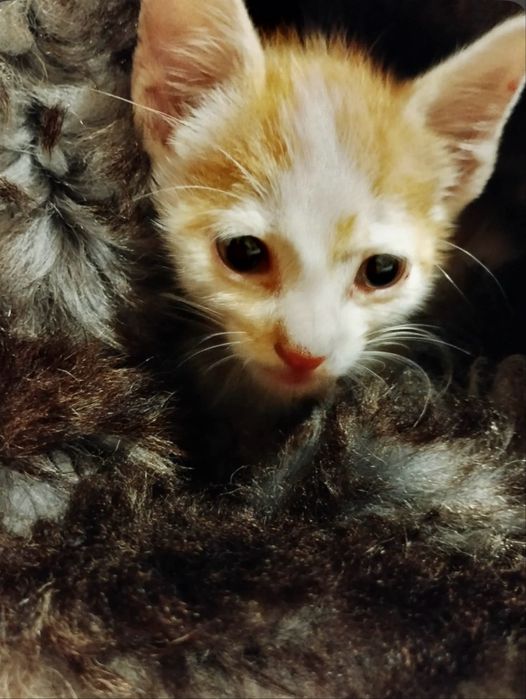 Бебе коте търси дом