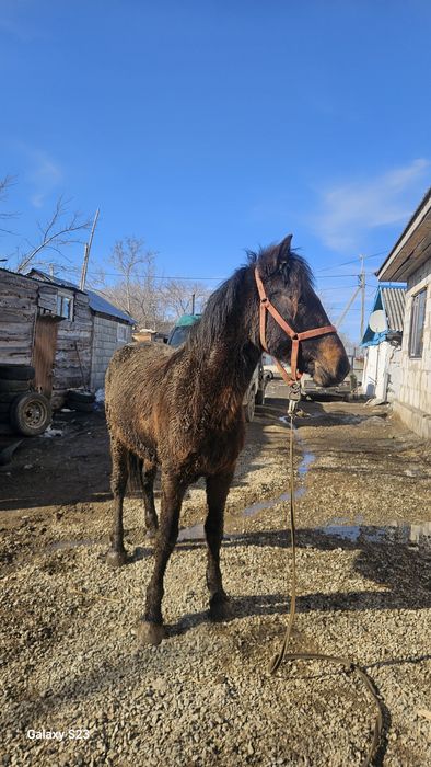 Продам кунан продам кунан